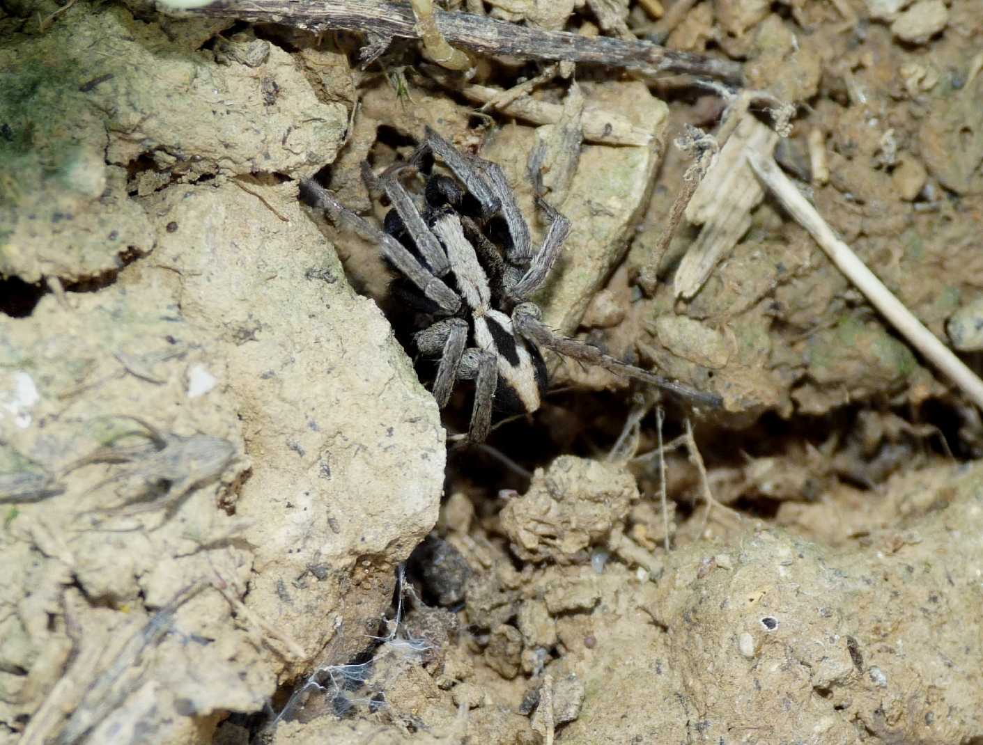 Alopecosa albofasciata maschio e femmina - Tolfa (RM)